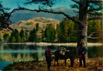 20   LA CORSE LAC DE CRENO  A PLUS DE 1000m D'ALTITUDE - Corse