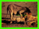 LION - LION (PANTHERA LEO) - SOUTHERN AFRICA - WAYRON POSTCARD DIST - - Leoni