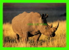 WHITE RHINOCEROS (CERATOTHERIUM SIMUM) - SOUTH AFRICA - WAYRON POSTCARD DIST - - Neushoorn