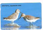 COREA DEL SUD (SOUTH KOREA)  - KOREA TELECOM (AUTELCA)  - 1995 BIRDS: GREAT KNOT - USED  -  RIF. 1840 - Uccelli Canterini Ed Arboricoli