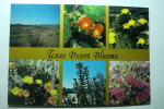 Texas Desert Blooms - Fleurs - Other & Unclassified