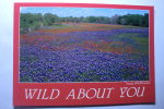 Texas - Wildflowers - Bluebonnets And Indian Paintbrush - Otros & Sin Clasificación