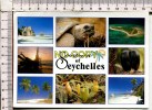 SEYCHELLES  -  Souvenir  -  8 Vues  : Sceneries Of Seychelles, Giant Tortoise, Pitcher Plant, Coco De Mer - Seychelles