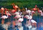 01 VILLARD LES DOMBES Parc Ornithologique De La Dombes Flamants Roses - Villars-les-Dombes