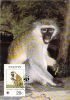 ST KITTS     WWF CARTE MAXIMUM NUM.YVERT  614    PROTECTION DE LA NATURE FAUNE     SINGE VERT - Tarjetas – Máxima