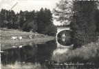 LE CHAMBON SUR LIGNON Haute Loire 43 : Le Lignon Au Chambon  ( Paysanne Vaches ) - Le Chambon-sur-Lignon