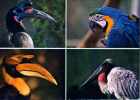 01 VILLARS LES DOMBES Parc Ornitholoqgique Departemental De La Dombe, Calao D'Abyssinie,Calao Bicorne,Ara , Jaribu - Villars-les-Dombes