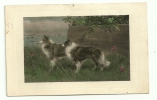 Thème Chien - Le Colley - Peinture -circulé En 1910 - Dogs