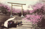 Cherry Blossoms Of Nogeyama - Yokohama