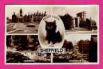 Good Luck From Sheffield - Multivues - Chaton - BAMFORTH & Co - 1956 ( N 2555 ) - Sheffield