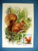 HONGRIE Ecureuil, Squirrel, Ardilla Yvert N° 3074 Carte Maximum, FDC 1er Jour (protection De La Nature) 1986 - Roditori