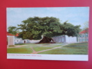 Antilles > Bahamas Islands Nassau Silk Cotton Tree   Undivded Back== = = =  =ref 346 - Bahama's