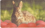 TARJETA DE UN CONEJO DE RUMANIA (RABBIT) - Kaninchen