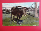 Texas Steer   Circa 1910 No Cancel -- -------      -------- Ref 347 - Altri & Non Classificati