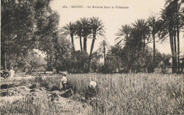 Maroc   La  Moisson Dans La Palmeraie - Africa