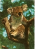 KOALA BEAR - Very Fine 1969 Postcard WITH Pink Heath FLOSERS, Sent From SIDNEY To PHILADELPHIA - Beren