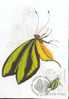 HONGRIE CARTE MAXIMUM NUM.YVERT 2917 PAPILLON INSECTE - Maximum Cards & Covers