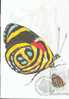 HONGRIE CARTE MAXIMUM NUM.YVERT 2916 PAPILLON INSECTE - Cartes-maximum (CM)