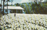 Bermudes Bermuda - Lily Field Lys - Horticulture - Flowers - Unused - Neuve - Bermuda