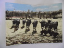 Cpsm Camargue Une Rentree De Toros A La Manade - Other