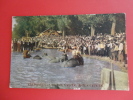 Elephants  In Big Sioux River Sioux City IA   1908 Cancel  = =  = =   Ref 351 - Elephants