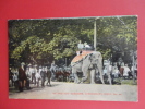 Elephants  At The Zoo Gardens Cincinnati Ohio  Ca 1910  = =  = =   Ref 351 - Olifanten