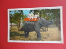 Elephants   Elephant Ride At Walbridge Park Toledo Ohio   Vintage Wb = =  = =   Ref 351 - Olifanten