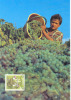 Le Vigneron Suisse 1994 Carte Maximum Yvert 1444 - Wines & Alcohols