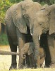 Elephant Loxodonta Africana South Africa 1998 - Elefanten