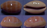 N°4340 // CYPRAEA CARNEOLA CRASSA "Nelle-CALEDONIE" // F++ : 31,6mm  . - Seashells & Snail-shells