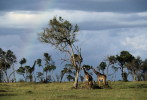 [NZ04-013  ]  Camelopardalis Giraffe  Girafe , Postal Stationery -Articles Postaux -- Postsache F - Giraffe