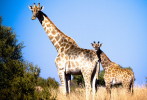 [NZ04-028  ]  Camelopardalis Giraffe  Girafe , Postal Stationery -Articles Postaux -- Postsache F - Jirafas