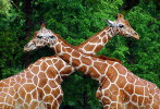 [NZ04-030  ]  Camelopardalis Giraffe  Girafe , Postal Stationery -Articles Postaux -- Postsache F - Jirafas