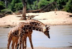[NZ04-033  ]  Camelopardalis Giraffe  Girafe , Postal Stationery -Articles Postaux -- Postsache F - Jirafas
