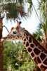 [NZ04-044   ]  Camelopardalis Giraffe  Girafe , Postal Stationery -Articles Postaux -- Postsache F - Jirafas