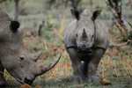 Post Stamp Card 0624 Fauna  Alligator Rhinoceros - Rhinozeros