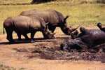 Post Stamp Card 0624 Fauna  Alligator Rhinoceros - Rhinozeros