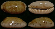 N°4364 // CYPRAEA CAURICA THEMA  "Nelle-CALEDONIE" // F+++/GEM : 41,7mm  . - Seashells & Snail-shells