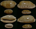 N°4370 // CYPRAEA CAURICA THEMA  "Nelle-CALEDONIE" // MINI:F+++:27,7 & MAXI:F+++:52,7mm  . - Schelpen