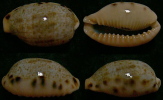 N°4388 // CYPRAEA CAURICA QUINQUEFASCIATA  "DJIBOUTI" // GEM : 27,8mm  . - Schelpen