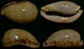 N°4391 // CYPRAEA CAURICA QUINQUEFASCIATA  "DJIBOUTI" // F+++ : GROSSE : 37,5mm  . - Coquillages