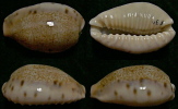 N°4392 // CYPRAEA CAURICA QUINQUEFASCIATA NABEQUENSIS  "ISRAËL" // GEM : 30,7mm  . - Seashells & Snail-shells