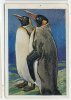 Salem Bilder, Die Welt In Bildern (1928) - 85.2 - Königspinguine (Penguins, Manchots) - Other