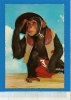 CPSM MT218  Singe Chimpanzé Assis Pensif Habillé Cowboy Revolver (voir Description 2scan) écrite 1966 Ed. KRUGER - Humor
