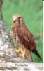 TARJETA DE ALEMANIA DE UN CERNICALO (BIRD-PAJARO-EAGLE) - Aquile & Rapaci Diurni