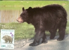 L'OURS DES PYRENEES - Ours