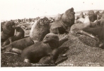 ARGENTINA . TERRITORIO SANTA CRUZ . LOBOS MARINOS   (1938 ) - Argentina