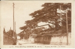 94 -VILLIERS-SUR-MARNE - Avenue De L'Isle - Le Cèdre - Villiers Sur Marne