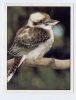 PANINI--Animals Of The World--n° 147----oiseau - Engelse Uitgave