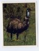 PANINI--Animals Of The World--n° 149----oiseau - English Edition